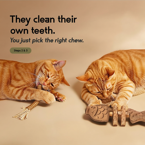 Cat Dental Kit