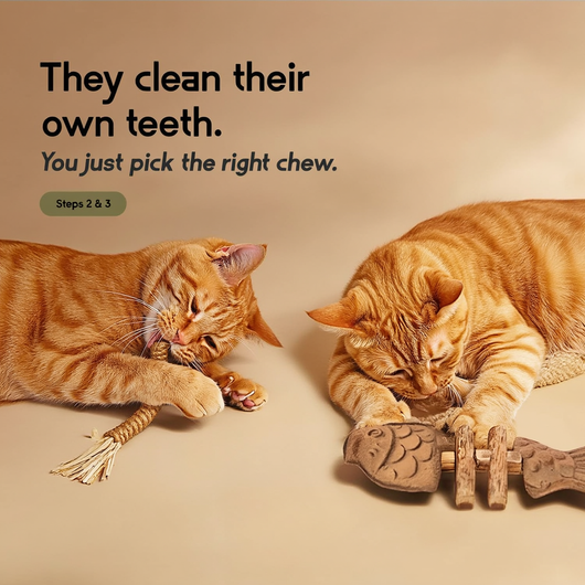 Cat Chew Dental Kit