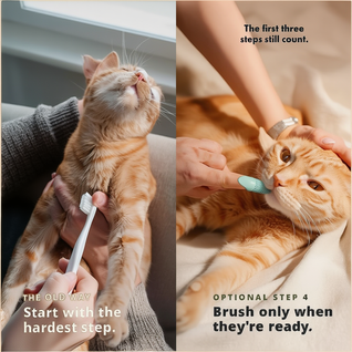 Cat Chew Dental Kit
